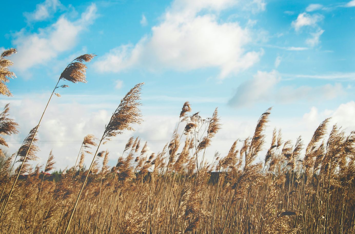 7 Simple Hay Fever Treatments to Try at Home